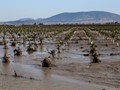 Αποζημιώσεις 12 εκατ. ευρώ για πλημμυρισμένα χωράφια 